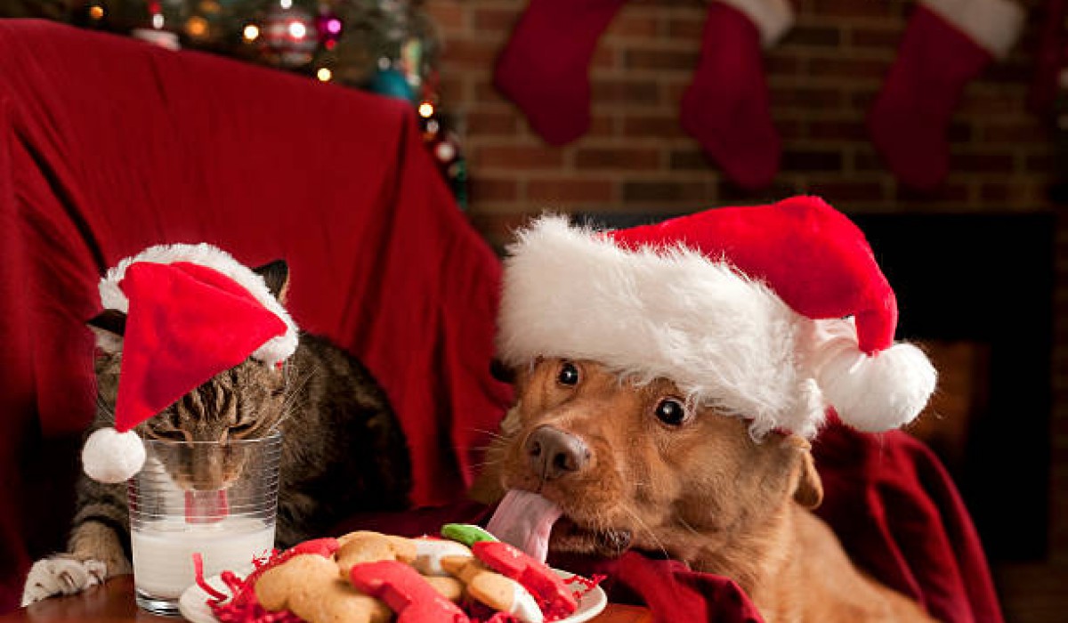 Biscuits de Noël pour chiens