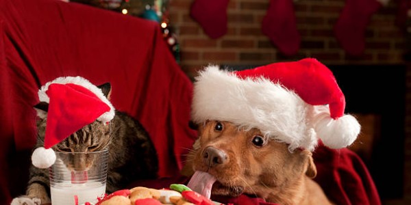 Biscuits de Noël pour chiens